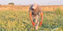 Crisi climatica e agricoltura: a pagare il costo dell&rsquo;adattamento gli ultimi anelli della filiera, piccole aziende e braccianti