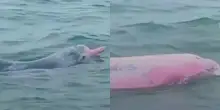Turista si imbatte in rari delfini rosa in Thailandia e li riprende: ecco perch&eacute; hanno questo colore e qual &egrave; la leggenda che li circonda