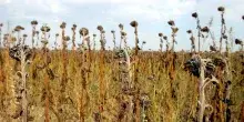 Siccit&agrave; e caldo estremo minacciano l&rsquo;agricoltura europea: le previsioni sulla resa dei raccolti crollano del 14%. L&rsquo;Italia tra le pi&ugrave; colpite