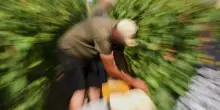 Cade in un tino durante la vendemmia, morto un lavoratore di 50 a Monastero Bormida (Asti)