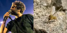 &ldquo;Un pappatacio ha deciso di pungermi trasmettendomi il Toscana Virus. Sono in via di guarigione, ma non ancora al massimo&rdquo;: lo rivela Tommaso Paradiso