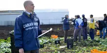 Braccianti schiavi nei campi della Calabria: paghe da 3 euro l&rsquo;ora e minacce, 20 fermi dei carabinieri