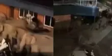 Cinquanta elefanti invadono un villaggio durante la notte, quello che succede sorprende gli abitanti: &ldquo;Non ne avevamo mai visti cos&igrave; tanti in vent&rsquo;anni&rdquo;