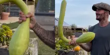 David Beckham appare in campagna con una enorme zucca in mano. La moglie Victoria maliziosa lo prende in giro: &ldquo;Non ne ho mai vista una di quella forma, &egrave; una nuova verdura?&rdquo;