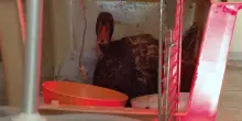 Sversamento di oli nel Naviglio, cigno reale in fin di vita al centro Lipu: morta una tortora selvatica &ndash; Video