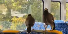 &ldquo;Quei due uccelli? Non si preoccupi, prendono il treno ogni giorno&rdquo;: le maine pendolari che sanno dove salire e quando scendere (VIDEO)