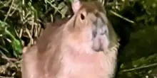 &ldquo;Samba &egrave; ancora viva&rdquo;: dopo cinque mesi spunta una foto della capibara scappata dallo zoo. Era sfuggita a droni, cani e fototrappole