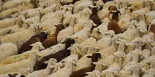 &ldquo;Non &egrave; un sistema di marcatura adeguato per capre e pecore&rdquo;: gli allevatori veneti protestano contro la nuova normativa regionale sulla marcatura di ovini e caprini