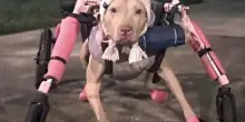 Rubano la carozzina a Baby, un&rsquo;anziana pitbull della Florida: ora lei pu&ograve; tornare a muoversi grazie alla beneficenza