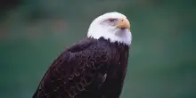 Oltre 20 Stati fanno causa all&rsquo;amministrazione Trump: &ldquo;Ha indebolito la legge federale sulle specie in via d&rsquo;estinzione&rdquo;