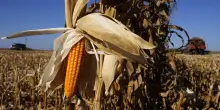 Prima la siccit&agrave;, poi gli eventi metereologici estremi: in agricoltura perdite fino all&rsquo;80%. L&rsquo;allarme Coldiretti