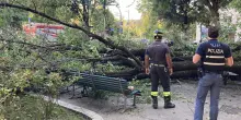 Cade un albero in Piazza Risorgimento a Milano, tre persone ferite. L&rsquo;intervento dei vigili del fuoco