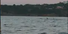 &ldquo;Sono stati pochi minuti di pura meraviglia&rdquo;: un gruppo di delfini nuota tra i kayak dei turisti, l&rsquo;incontro a sorpresa nel mare di Procida &ndash; VIDEO