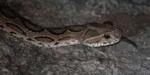 &ldquo;Pensava fosse una lucertola innocua, invece era una vipera&rdquo;: bambino di 6 anni morso a un dito e portato in ospedale