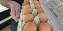 Uova ritirate dal commercio per rischio salmonella: &ldquo;Si invitano gli utenti a non consumare il prodotto, riconsegnare al punto vendita&rdquo;. Ecco quali sono i lotti e il marchio