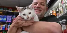 &ldquo;Mi ha visto e mi &egrave; saltato addosso! Sa che sono il suo padrone. Sono suo padre&rdquo;: la gioia dell&rsquo;uomo che a Brooklyn ha ritrovato il gattino che gli era stato rubato