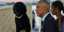 &ldquo;Se n&rsquo;&egrave; andata la nostra Sunny, ci mancher&agrave; da morire&rdquo;: Obama distrutto dal dolore per la scomparsa della cagnolina simbolo della Casa Bianca