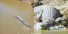 Le gare di canottaggio nel fiume infestato dai coccodrilli marini: panico e polemiche in vista delle Olimpiadi di Brisbane. Il primo test? Lo fanno gli studenti