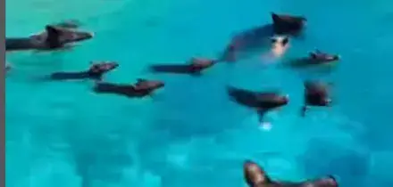 &ldquo;Ennesima idiozia, si rischiano leptospirosi e infezioni. Quell&rsquo;acqua &egrave; contaminata da feci e urina degli animali&rdquo;: l&rsquo;ira di Bassetti per &ldquo;Pig Beach&rdquo;, l&rsquo;isola dove si nuota tra i maiali