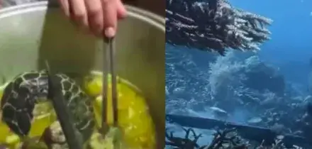 Si immerge con un fucile subacqueo, incontra una tartaruga rara, le spara, poi la cucina, la mangia e pubblica il video sui social: orrore nell&rsquo;area protetta di Raja Ampat