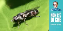 Sirfidi, satira menippea e squali scacchiera: un po&rsquo; di erudizione non guasta