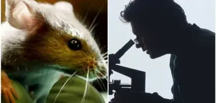 Sclerosi multipla, lo studio sul farmaco sperimentale che fa regredire paralisi e cecit&agrave; nei topi