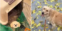 &ldquo;Vi ho consegnato la mia bimba viva. Voi mi avete restituito il suo corpo. Ho pagato 300 dollari per far volare il mio cane con me, voglio sapere cos&rsquo;&egrave; successo&rdquo;: la storia di Jennifer e della sua Bubble