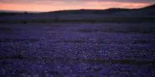 Il &ldquo;desierto florido&rdquo; di Atacama si risveglia in anticipo: il Super El Ni&ntilde;o innesca la fioritura pi&ugrave; abbondante degli ultimi trent&rsquo;anni
