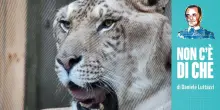 Cuccioli di ligre, batterie all&rsquo;urina e gatti indifferenti allo zucchero: qualche pillola di cultura