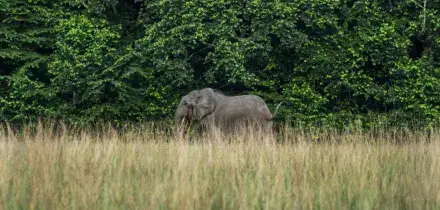 &ldquo;Quando uno elefante viene ucciso, il resto diventa difensivo&rdquo;: l&rsquo;associazione Elephant Protection Society contro una decisione del governo