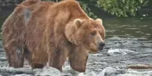 Backpack &egrave; il vincitore della &ldquo;settimana dell&rsquo;orso grasso&rdquo;: &ldquo;Ha una forza tranquilla, non &egrave; dominante come gli altri maschi adulti che pescano lungo la cascata&rdquo;
