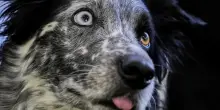 I prezzi folli per i Border Collie: ecco perch&eacute; questi cani da pastore costano fino a 20 mila euro e vale comunque la pena acquistarli