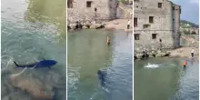 Tonno a riva tra Santa Margherita e Rapallo: il video del pesce da 100 kg e lo spavento di un bagnante