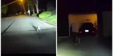 &ldquo;L&rsquo;uomo aveva avuto un malore, era l&igrave; a terra da pi&ugrave; di tre ore&rdquo;: un poliziotto segue un cane trovato per strada e cos&igrave; salva la vita al suo proprietario