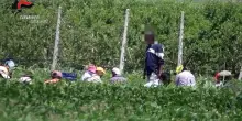 Braccianti sfruttati nel Casertano, fino a 14 ore al giorno per 80 centesimi a cassetta: 8 indagati