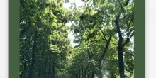 La rivolta contro la nuova tangenziale a Montecchio Emilia: &ldquo;Saranno abbattuti 52 tigli e quella strada &egrave; superflua&rdquo;
