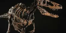 Va all&rsquo;asta da Sotheby&rsquo;s &ldquo;Jodi&rdquo;, il dinosauro da 9 milioni di dollari: scambiato per errore per un cucciolo di T-rex, &egrave; una rarit&agrave; scientifica. La sua storia