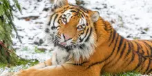 Entra nel recinto delle tigri siberiane in uno zoo: uno degli animali lo attacca e lo uccide. &ldquo;Non postate i video dell&rsquo;aggressione&rdquo;: l&rsquo;appello della polizia