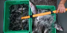 Perch&eacute; la certificazione &lsquo;Acquacoltura sostenibile&rsquo; &egrave; tra le peggiori al mondo per il benessere animale