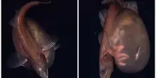 &ldquo;Ha mangiato qualcosa di cos&igrave; grosso da aver teso la pelle fino a renderla quasi trasparente&rdquo;: avvistato un raro pesce inghiottitore nero, che mangia prede fino a dieci volte pi&ugrave; grandi di lui