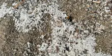 Svelato il mistero di granuli bianchi sulle spiagge toscane: sono lenticchie d&rsquo;acqua in decomposizione