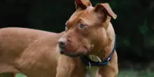 Azzannata alla testa da un cane di razza Amstaff mentre beve un caff&egrave; al bar: sette giorni di prognosi