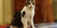 &ldquo;&Egrave; tornato a Downing Street dopo un piccolo intervento chirurgico ed &egrave; in via di ripresa&rdquo;: l&rsquo;aggiornamento di Downing Street sul celebre gatto Larry