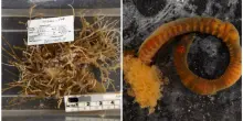 &ldquo;Sono cos&igrave; interessanti e unici, sembrano una matassa di pasta&rdquo;: ecco i &ldquo;vermi spaghetto&rdquo; con le ventose, l&rsquo;incredibile scoperta fatta negli abissi dell&rsquo;Australia
