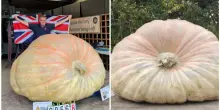&ldquo;Finir&agrave; in pasto alle mucche, anche se per avere Bagheera ho fatto un lavoro dannatamente duro&rdquo;: pesa 1.295 chili la zucca da record mondiale. E&rsquo; &ldquo;l&rsquo;esemplare pi&ugrave; pesante e massiccio mai esistito&rdquo;