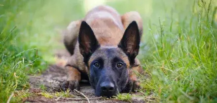 Trova un cane smarrito per strada e chiede 1.000 euro di riscatto alla proprietaria per restituirglielo: coppia denunciata per tentata estorsione