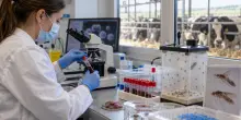 Virus Shamonda, l&rsquo;Oms: &ldquo;Improbabile un&rsquo;ulteriore diffusione nell&rsquo;uomo&rdquo;. Cosa sappiamo del patogeno