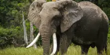&ldquo;Ci mancher&agrave;, ma che vita straordinaria ha vissuto&rdquo;: &egrave; morto Fred, l&rsquo;elefante simbolo del Maasai Mara e della lotta al bracconaggio
