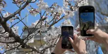 Lo spettacolo dei sakura a Tokyo, la fioritura &egrave; vicina al picco