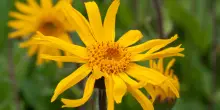 Crema all&rsquo;Arnica e artiglio del diavolo: sollievo naturale per il benessere quotidiano